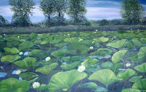 Waterlilies